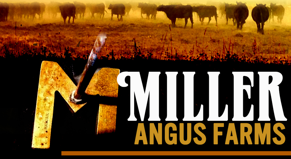 Miller Angus Farms